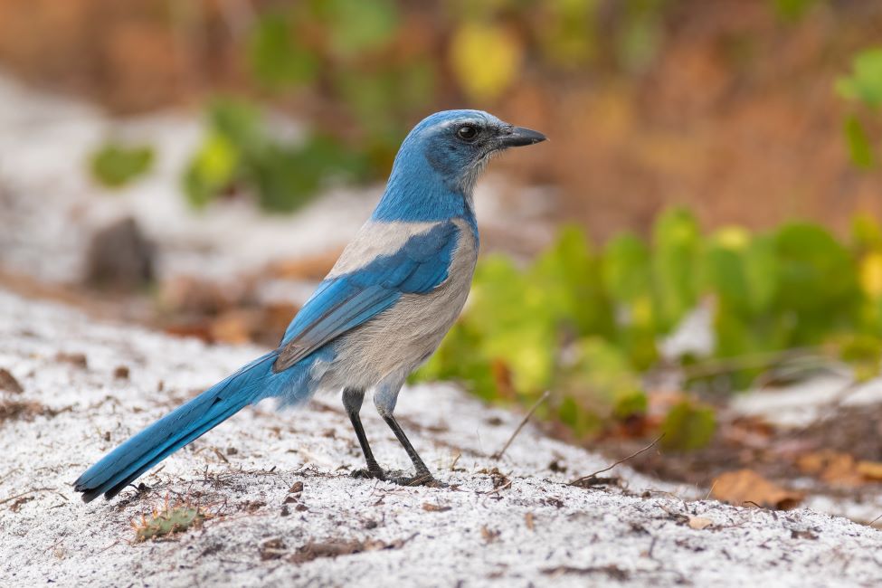 Florida scrub-jay