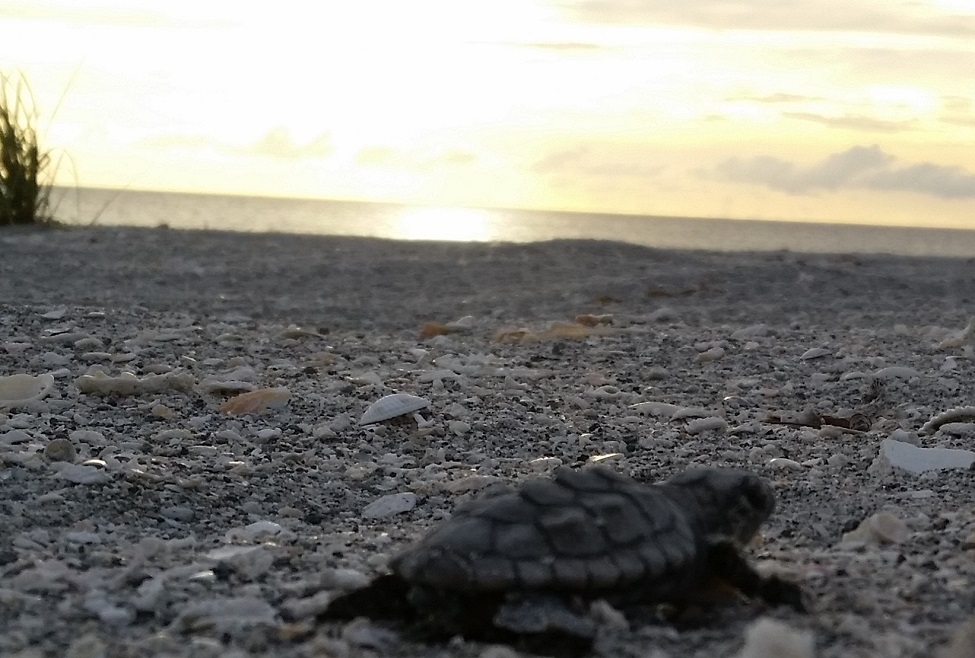 Sea Turtle, Hatchling, Sanibel Island, Gulf of Mexico 