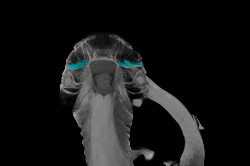CT scan of bonnethead shark 
