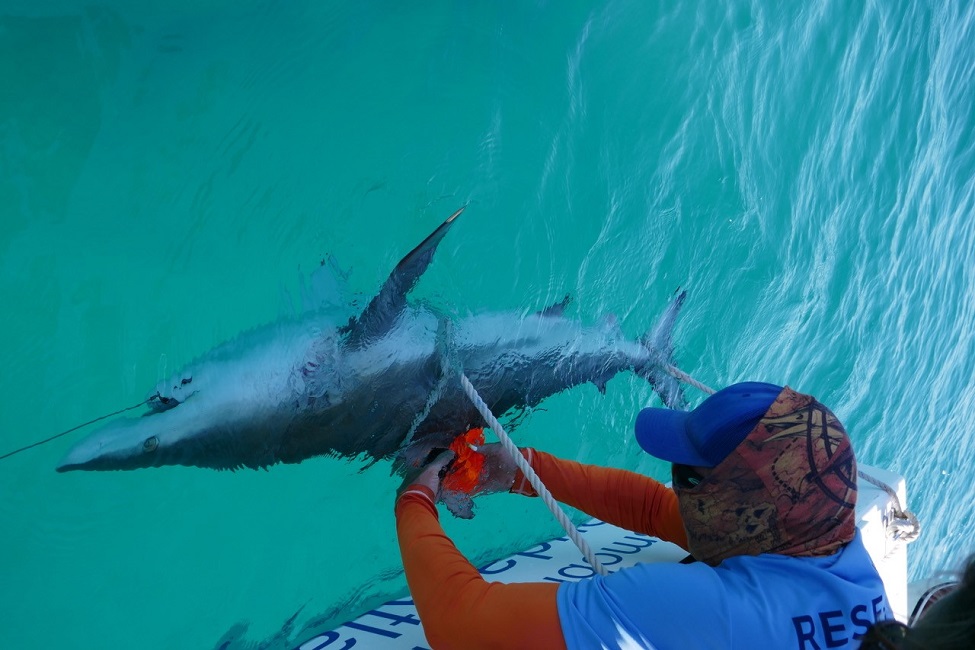 Sharks, Shark Migration, Blacktip Sharks, Atlantic Ocean, South Florida, Elasmobranch Research Laboratory, Biological Science, Climate Change