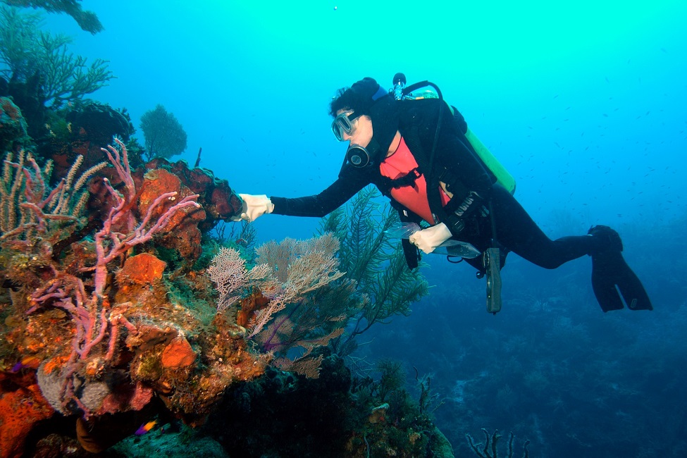 Dr. Pomponi Diving 