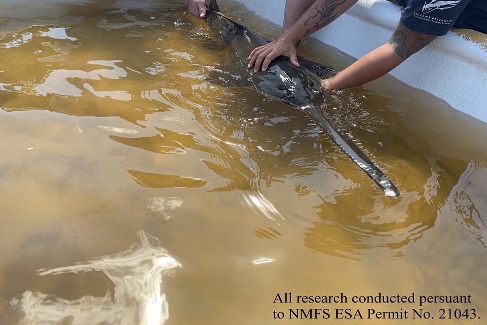 Smalltooth Sawfish, Endangered Species, Indian River Lagoon, St. Lucie River, Florida Fish and Wildlife Conservation Commission, FWC, Ecology, Conservation, Florida, Acoustic Tag
