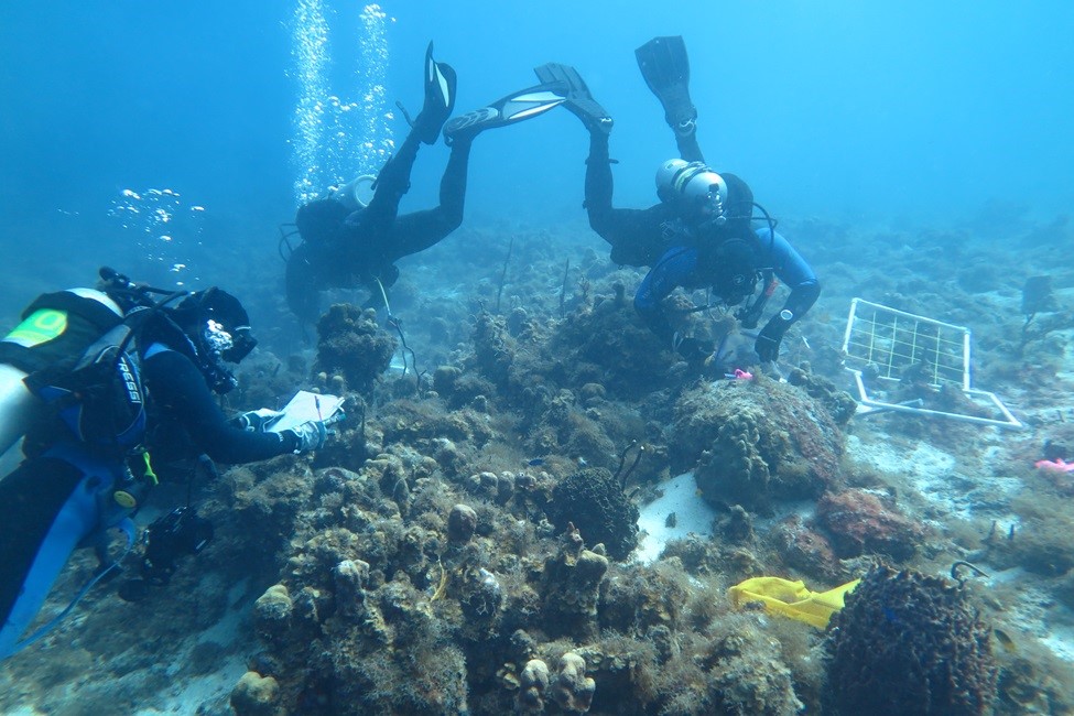 Scuba divers, Coral Reef Sponges, U.S. Virgin Islands 