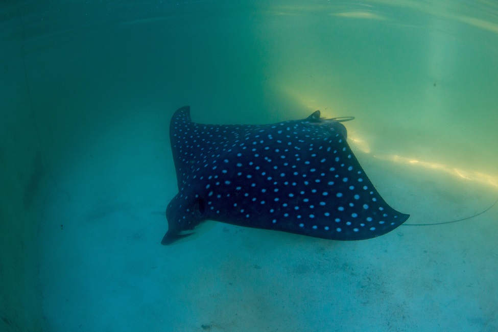 The highly mobile whitespotted eagle ray (Aetobatus narinari) consumes a wide variety of mollusk species, including both bivalves and gastropods. (Photo credit: Mote Marine Laboratory & Aquarium)  