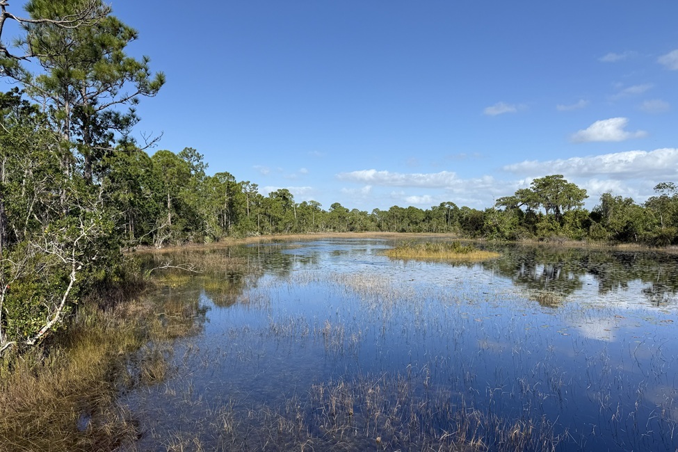 Spruce Bluff Preserve, Wetlands 