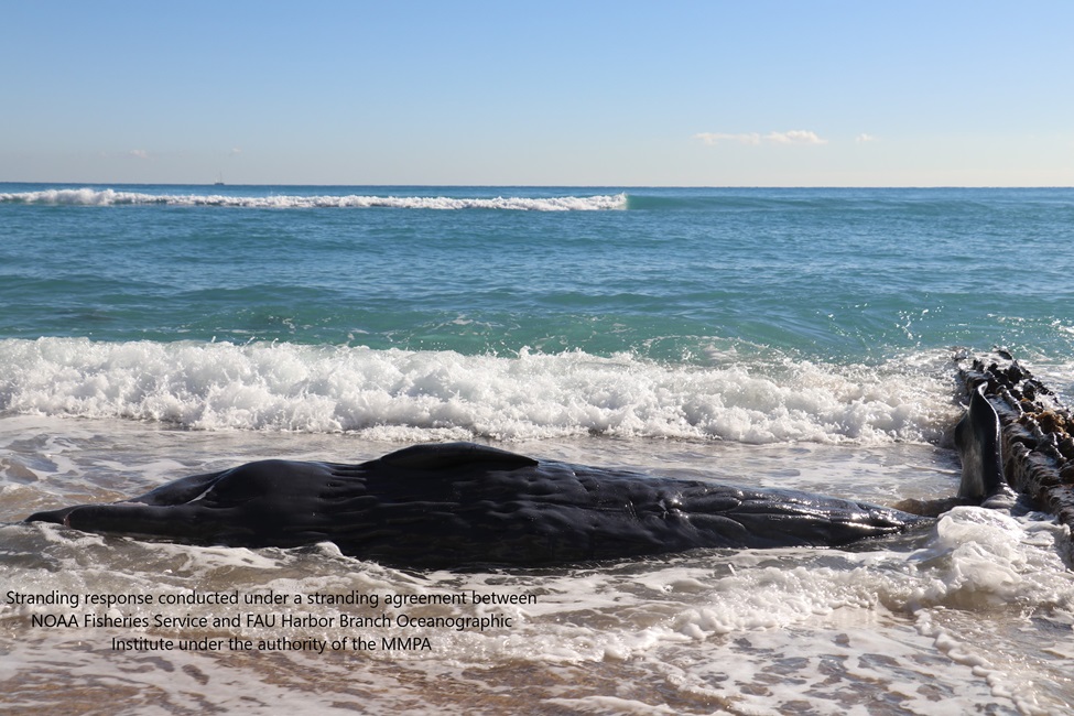 Stranded Whale, Beach 