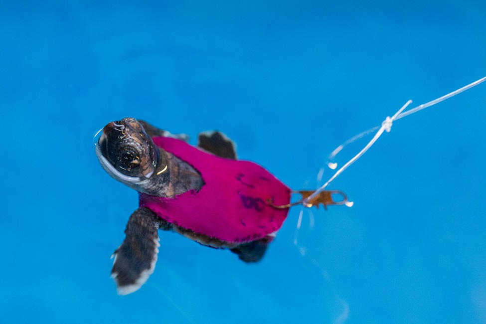 Sea Turtle Hatchlings, Swimming Performance, Conservation 