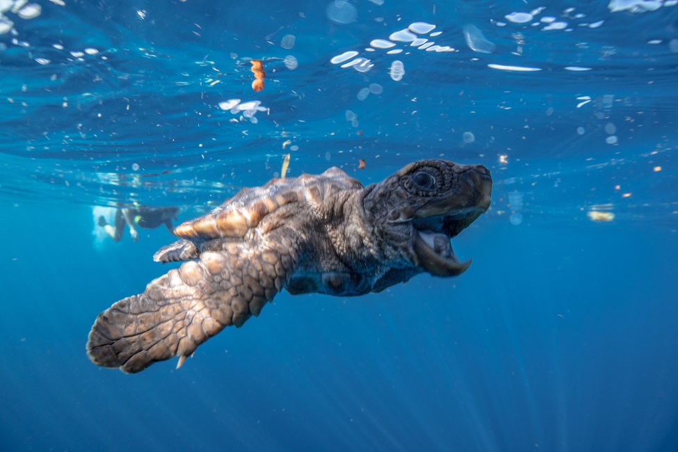 Marine Biology, Sea Turtle, Sea Turtle Hatchlings, Climate Change, Global Warming, Sex Ratio Study, Biological Sciences, Threatened Species