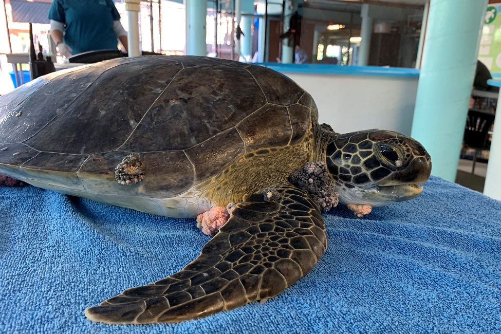 SUNLIGHT’S HEALING EFFECTS HELP GREEN SEA TURTLES WITH TUMORS