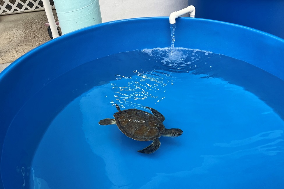 turtle sun tank 