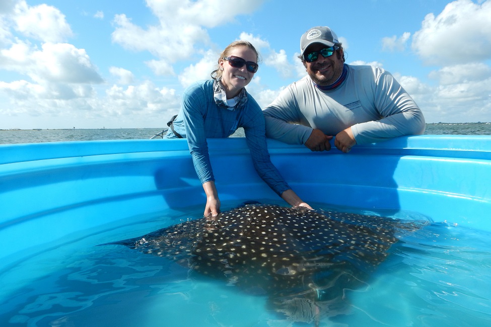 Whitespotted Eagle Rays, Indian River Lagoon, Marine Science, Environment, Marine Biology, Conservation