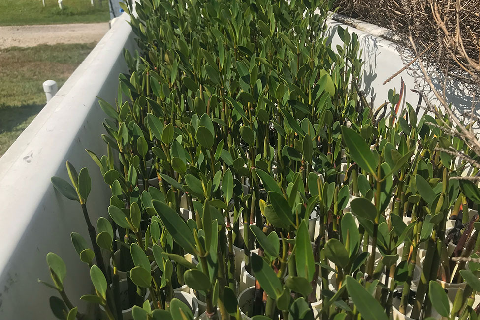 Mangrove saplings growing in a large, white aquaculture tank in an outdoor setting.