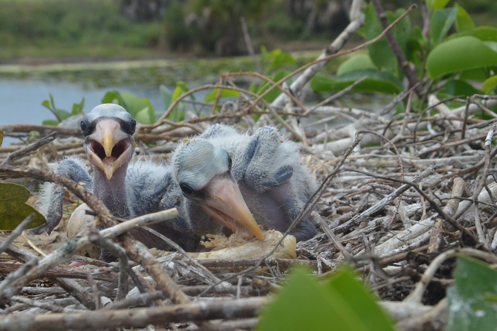 Wetland Birds, Wood Storks, Urban Areas, South Florida, Natural Food Sources, Marshes, Everglades, Human Food, Urban Environments 