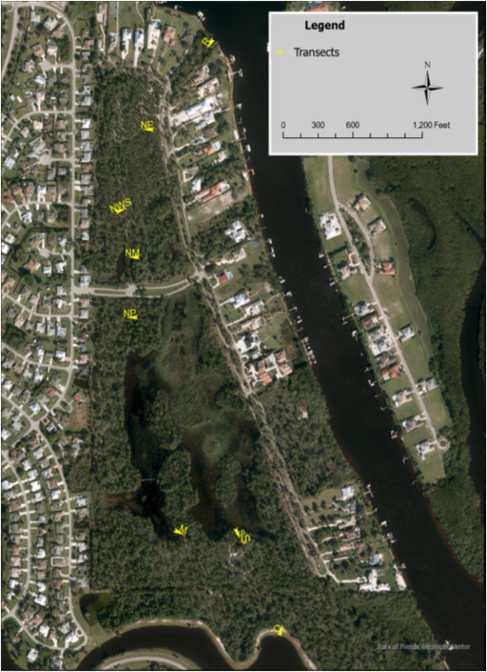 Spruce Buff Transects