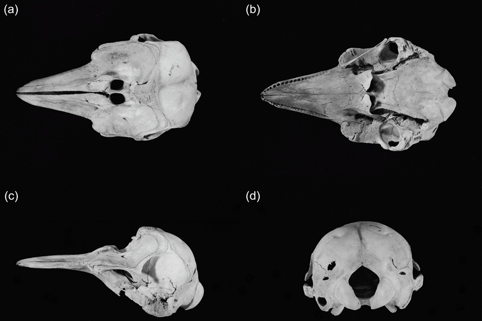 Vaquita Skull 