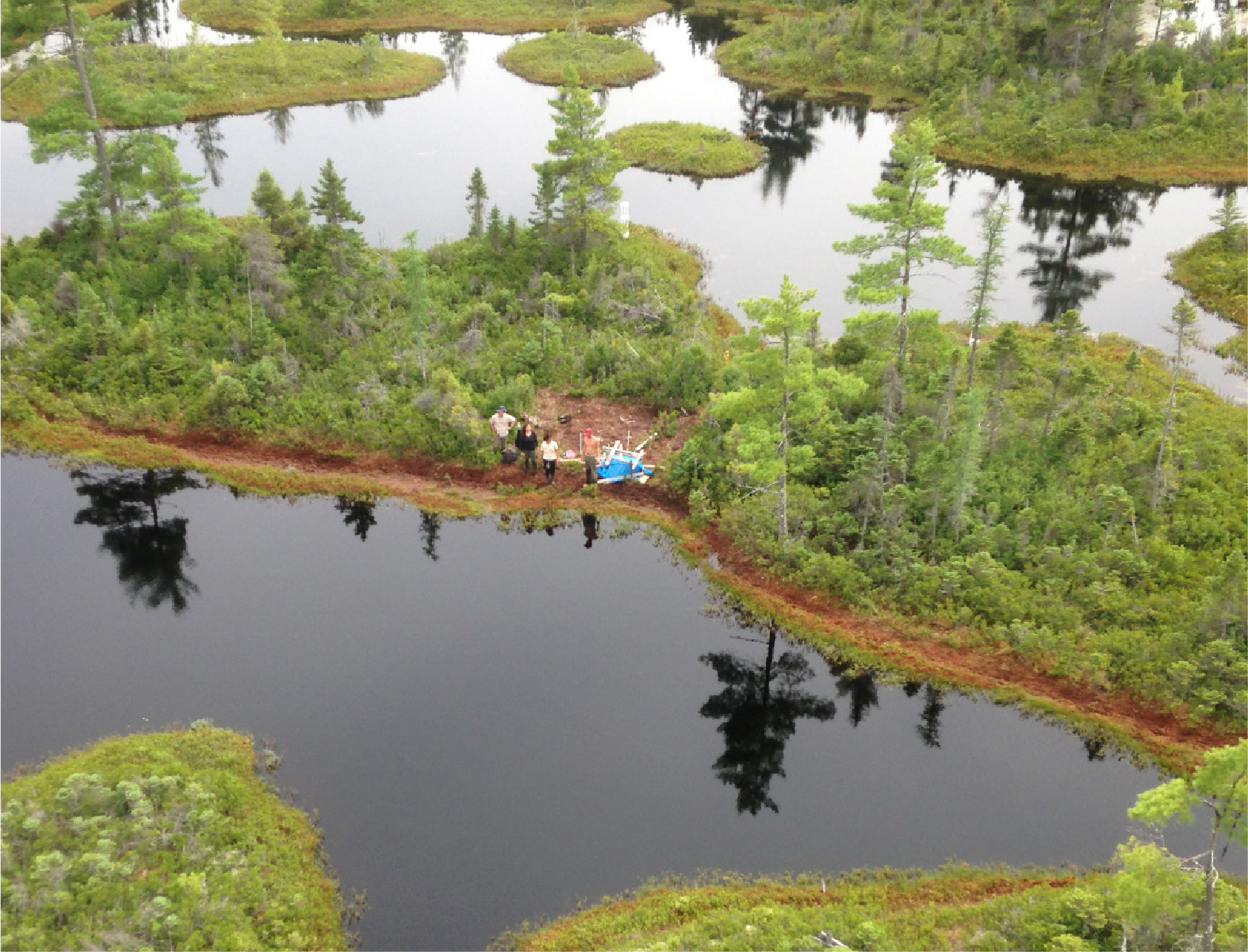 bog - water and green plants