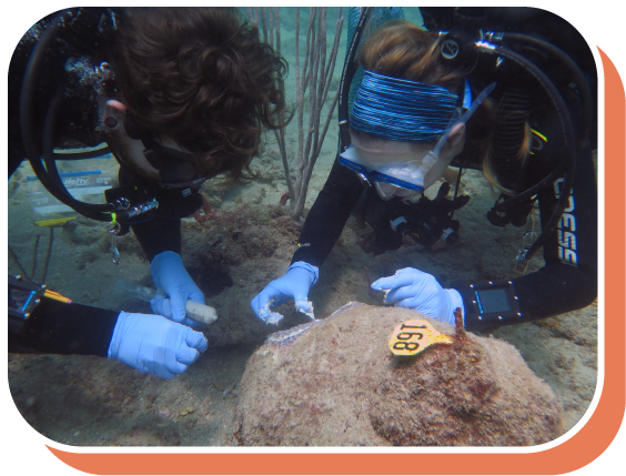 divers inspecting corals