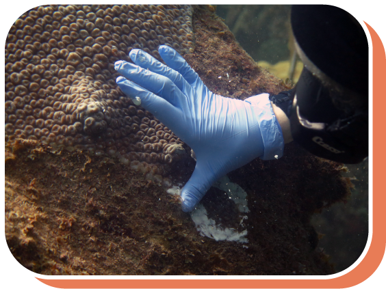 gloved hand touching coral