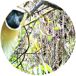 male dryas monkey