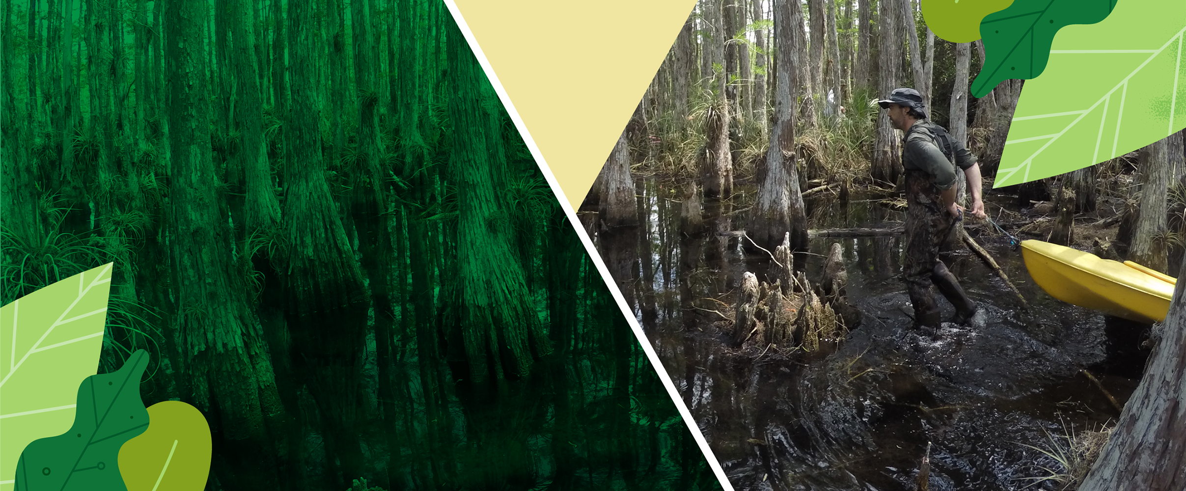 Xavier Comas, Ph.D., in the cypress strand at the Big Cypress National Preserve