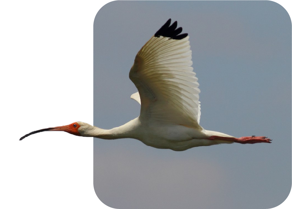 A flying white ibis