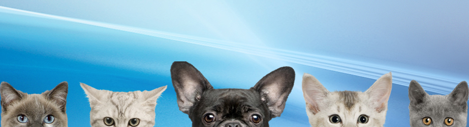 four cats and one dog lined up peeking above the bottom of the image, on a blue abstract background
