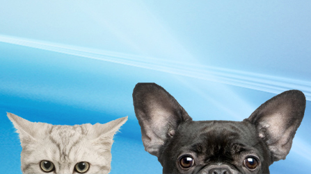 one dog and four cats peeking over bottom edge of image, on abstract blue background