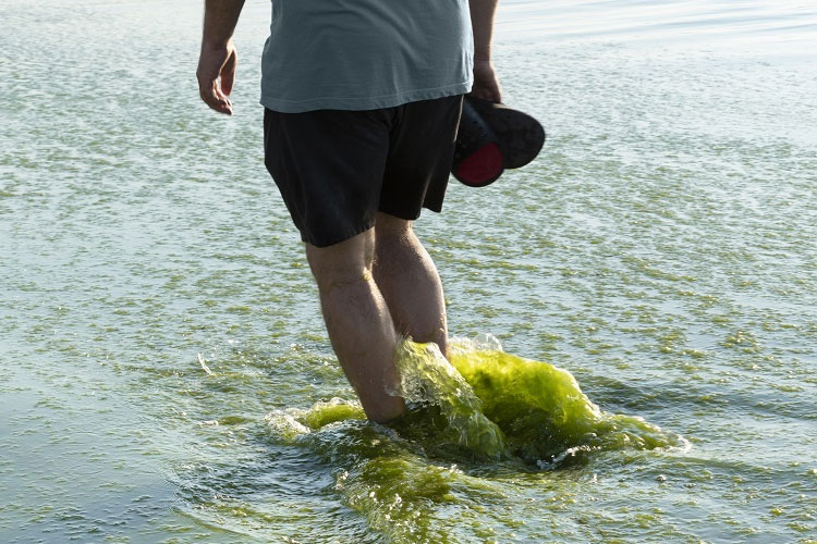 person walking in water with algae blooms