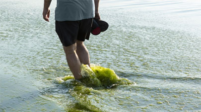 research project - Harmful algal blooms
