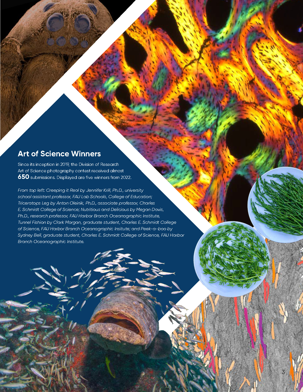 Collage of five Art of Science photo contest winners showing microscopy, marine life, and scientific imagery