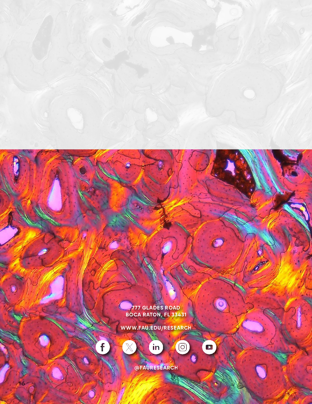 Back cover with colorful microscopy image and FAU Research social media handles