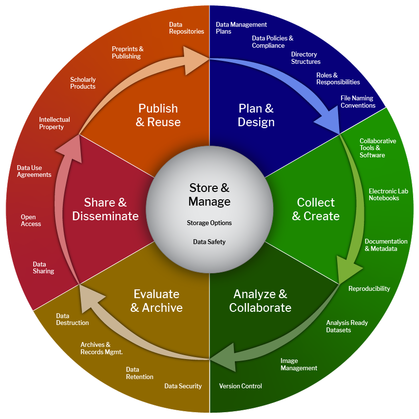 Circular diagram illustrating the research data lifecycle. At the center is 'Store & Manage' with 'Storage Options' and 'Data Safety.' Surrounding it are six color-coded stages with arrows showing a continuous, clockwise cycle: 1) Plan & Design (blue) — Data Management Plans, Data Policies & Compliance, Directory Structures, Roles & Responsibilities, File Naming Conventions; 2) Collect & Create (green) — Collaborative Tools & Software, Electronic Lab Notebooks, Documentation & Metadata; 3) Analyze & Collaborate (dark green) — Reproducibility, Analysis Ready Datasets, Image Management, Version Control; 4) Evaluate & Archive (yellow) — Data Security, Data Retention, Archives & Records Management, Data Destruction; 5) Share & Disseminate (red) — Data Sharing, Open Access, Data Use Agreements, Intellectual Property; 6) Publish & Reuse (orange) — Scholarly Products, Preprints & Publishing, Data Repositories. Arrows link stages in sequence, emphasizing ongoing data management.