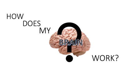 image of brain and words how does my brain work