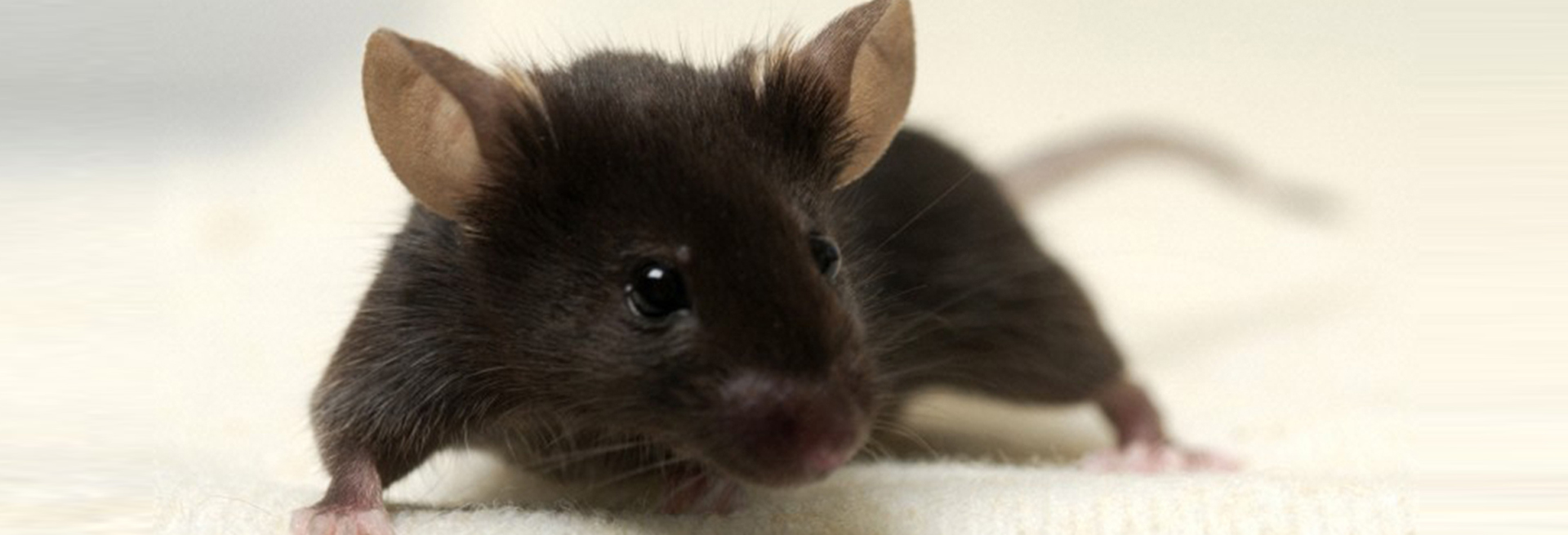 brown mouse