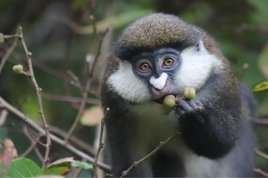  male red-tailed monkey