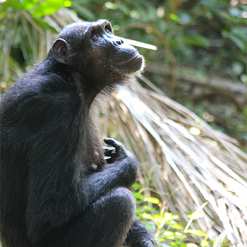 2021 photo contest Sandi Kasakela Chimpanzee Community, Gombe NP, Tanzania