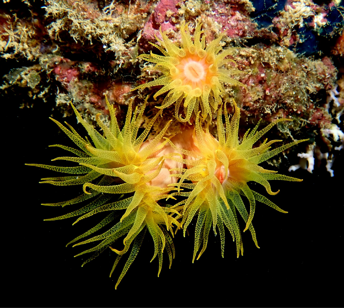  Sun coral - Tubastrea faulkneri