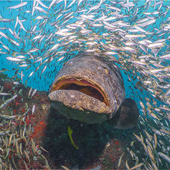 2022 photo contest Tunnel Fishion