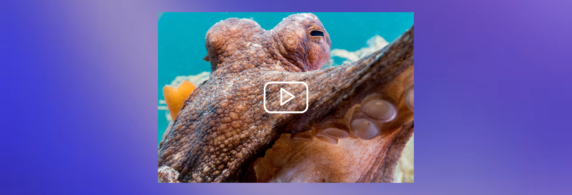 Collage of colorful scientific images including microscopic and underwater visuals in organic shapes.