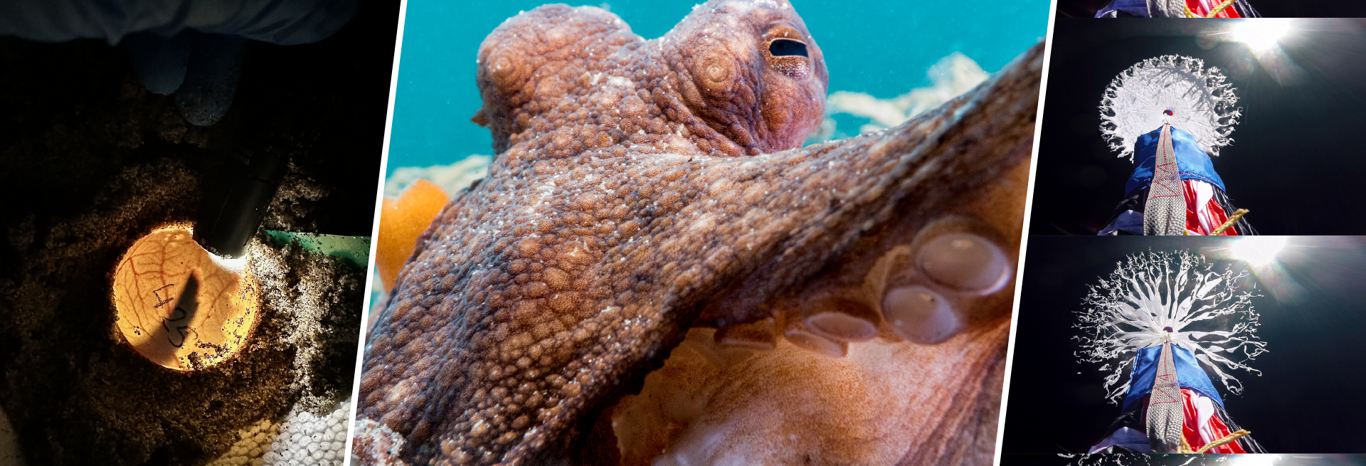 Collage of colorful scientific images including microscopic and underwater visuals in organic shapes.