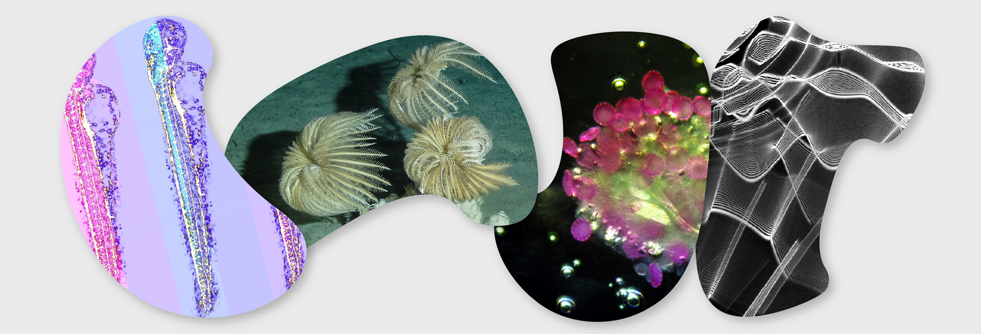 Collage of colorful scientific images including microscopic and underwater visuals in organic shapes.