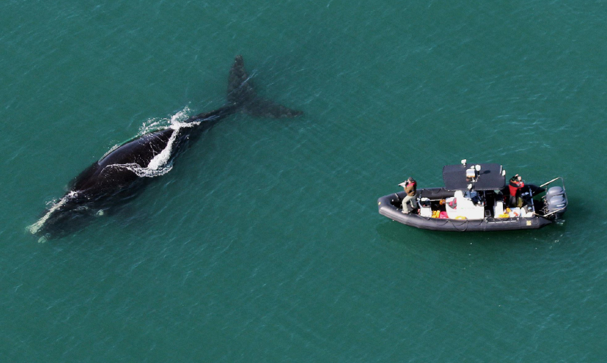 video cover Saving Florida's Marine Mammals