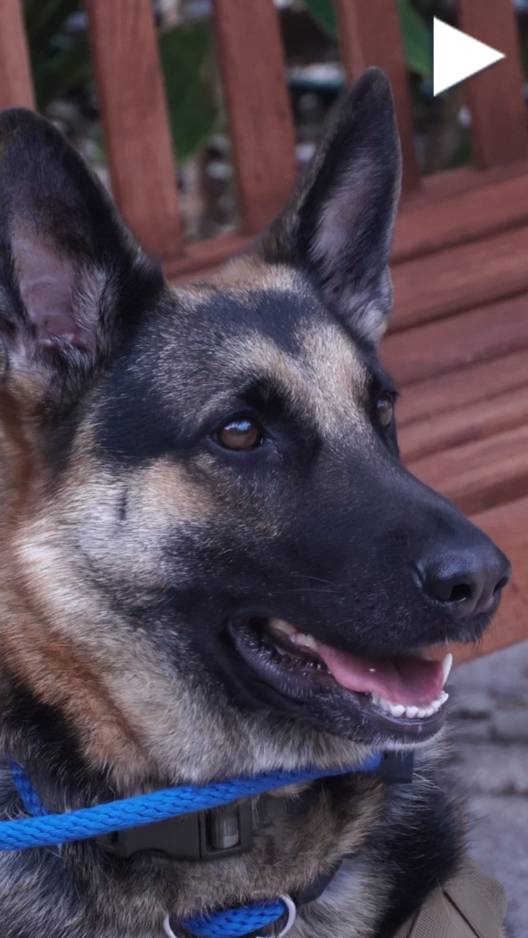 video cover SiS Title