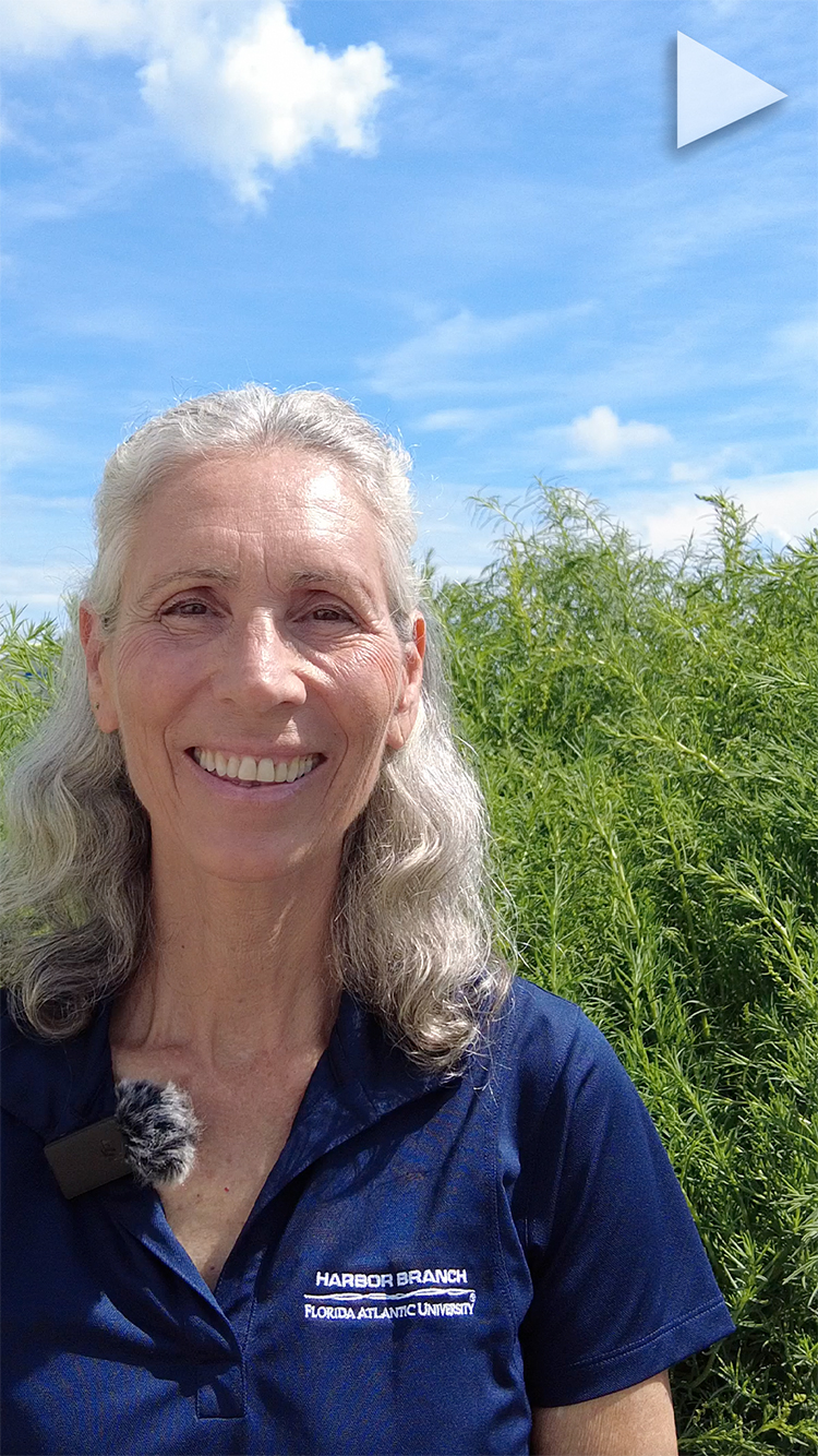 video cover sea vegetables