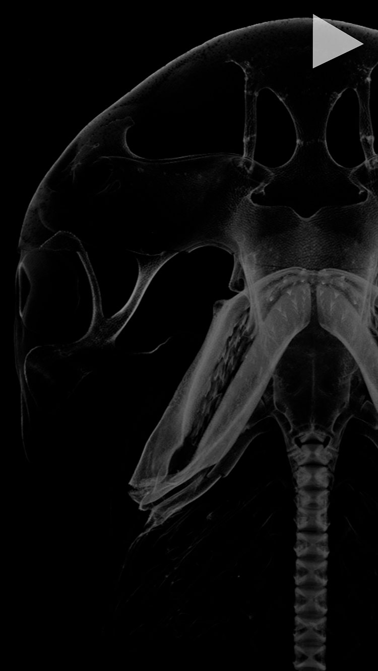 video cover Art of Science: People's Choice