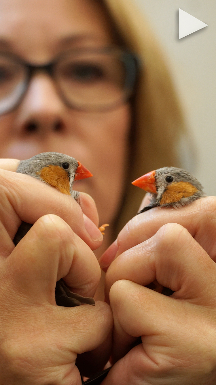 video cover Why Song Birds Are Losing Color