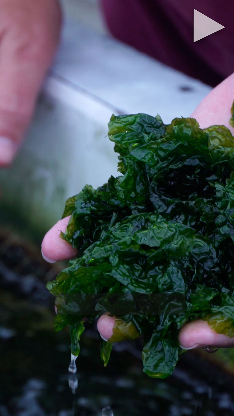 video cover SiS Title