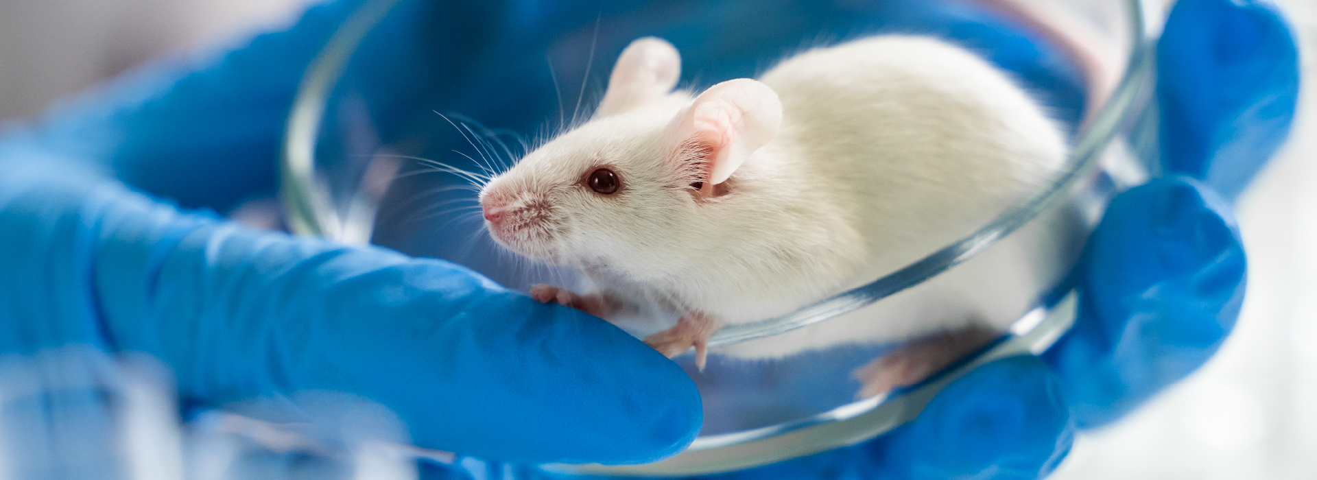 Commitment to Quality Animal Care Shows