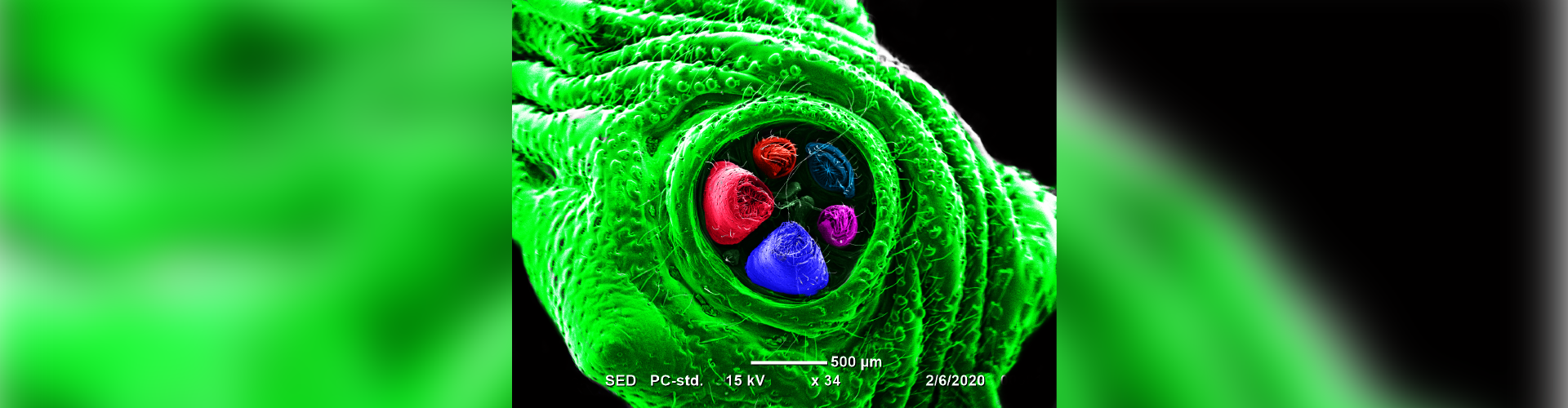 Art of Science 2020 Winners Announced