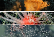 Protection of Deep-Sea Corals Mark Major Milestone